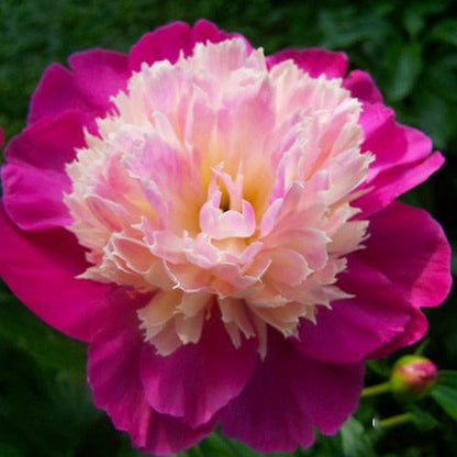 Peony Sante Fe - Peonita