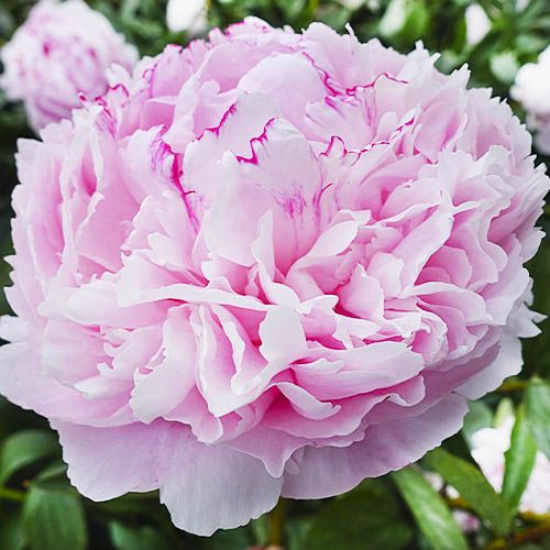 Peony Sarah Bernhardt - Peonita