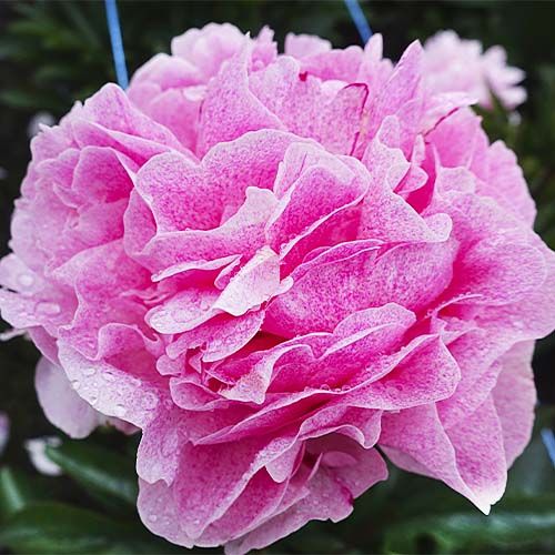 Peony Sarah Bernhardt Unique - Peonita