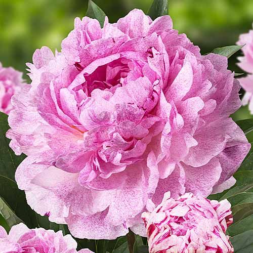 Peony Sarah Bernhardt Unique - Peonita