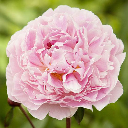 Peony Sarah Bernhardt - Peonita