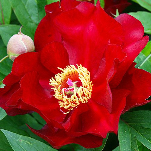 Peony Scarlet Heaven (ITOH ) - Peonita