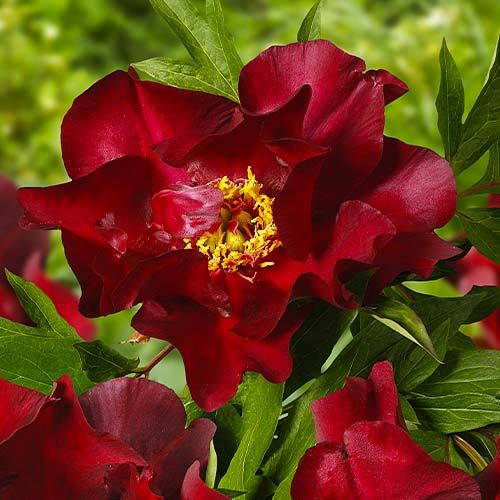 Peony Scarlet Heaven (ITOH ) - Peonita