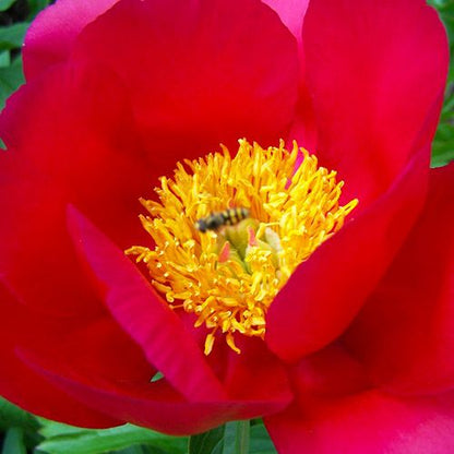 Peony Scarlet O'Hara - Peonita