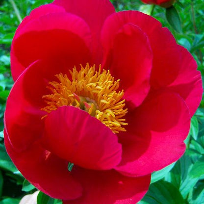 Peony Scarlet O'Hara - Peonita