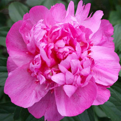 Peony Sebastiaan Maas - Peonita