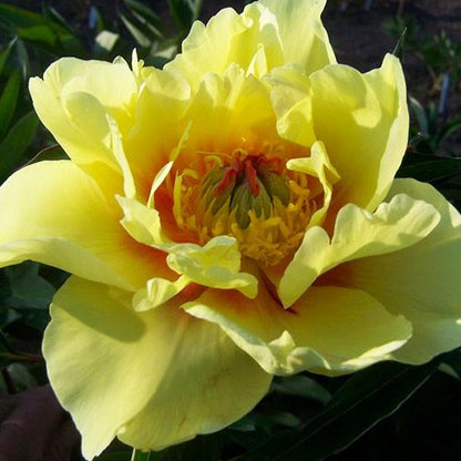 Peony Sequestered Sunshine (ITOH ) - Peonita