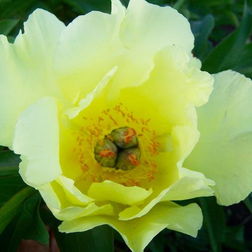 Peony Sequestered Sunshine (ITOH ) - Peonita