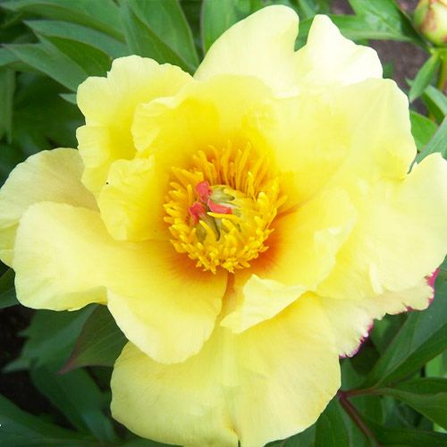 Peony Sequestered Sunshine (ITOH ) - Peonita