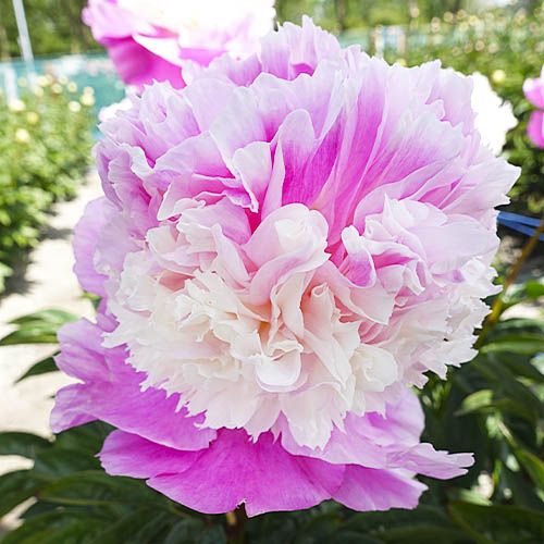 Peony Shes My Star - Peonita