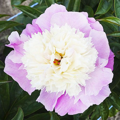 Peony Shes My Star - Peonita