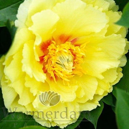 Peony Shining Light - Peonita