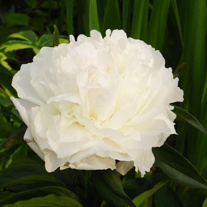 Peony Shirley Temple - Peonita