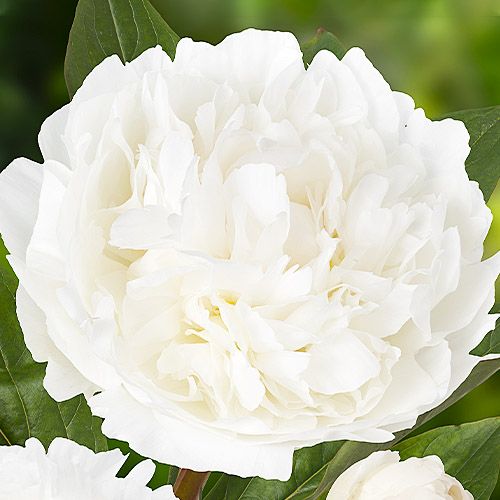 Peony Snow Princess - Peonita