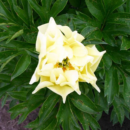 Peony Sonoma Sun (ITOH ) - Peonita