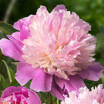 Peony Sorbet - Peonita