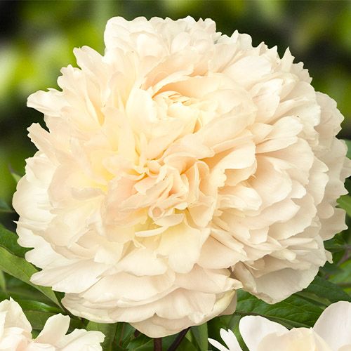 Peony Summer Glow - Peonita