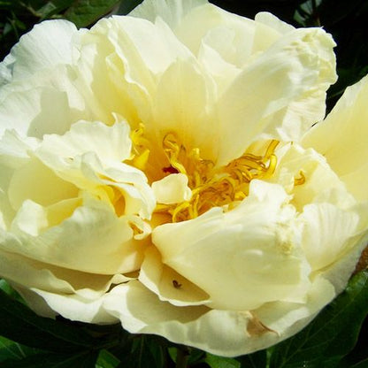 Peony Sunny Girl - Peonita