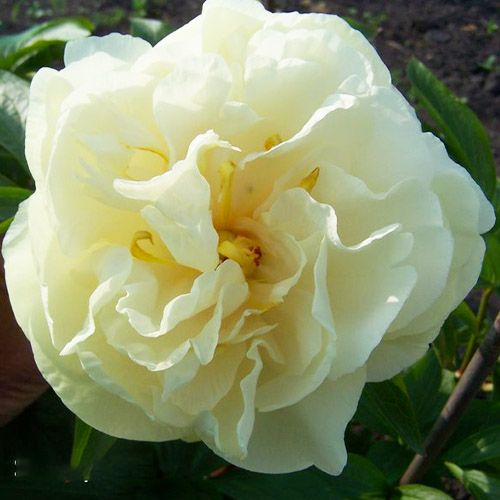 Peony Sunny Girl - Peonita