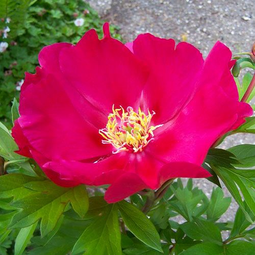 Peony Unique (ITOH ) - Peonita