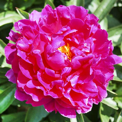 Peony Victoire de la Marne - Peonita