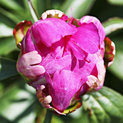 Peony Victoire de la Marne - Peonita