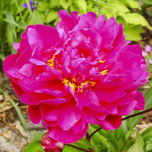 Peony Victoire de la Marne - Peonita