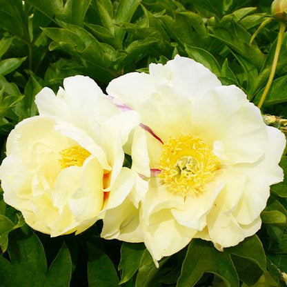 Peony Viking Full Moon (ITOH ) - Peonita