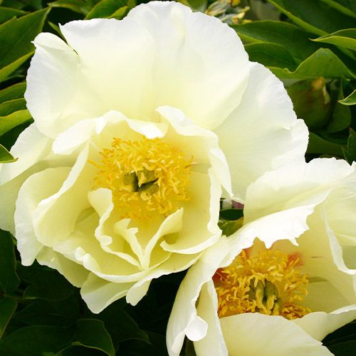 Peony Viking Full Moon (ITOH ) - Peonita