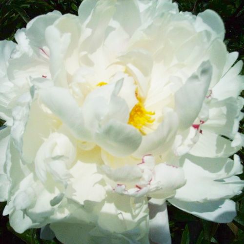 Peony Vogue - Peonita