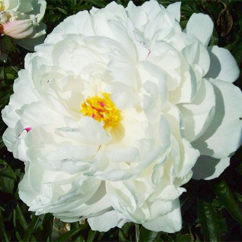 Peony Vogue - Peonita