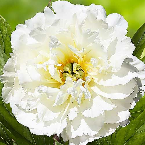 Peony White Emperor (ITOH ) - Peonita