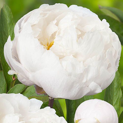 Peony White Grace - Peonita