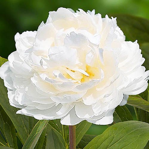 Peony White Ivory - Peonita