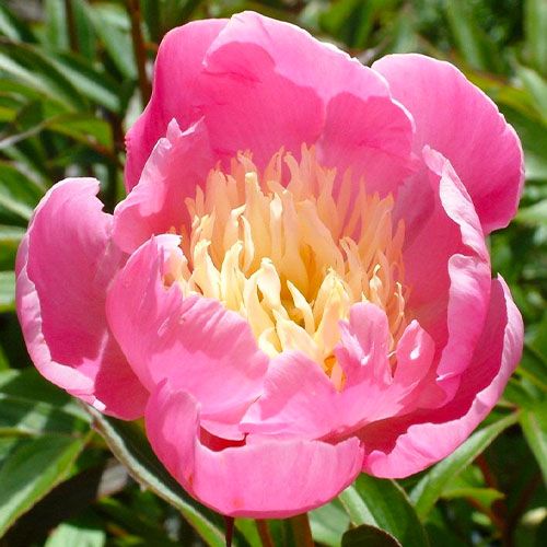 Peony Wladyslawa - Peonita