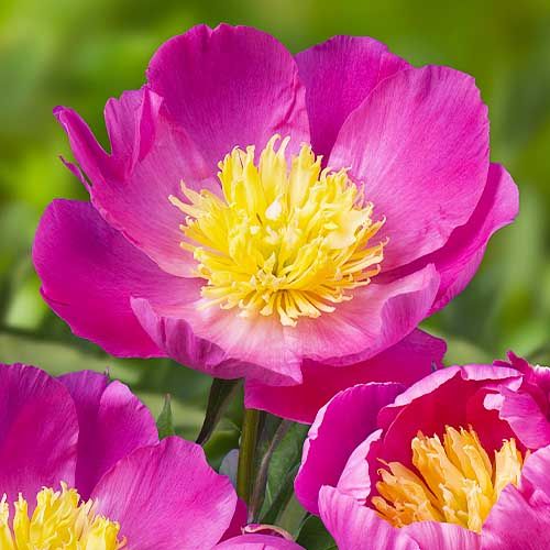 Peony Wladyslawa - Peonita