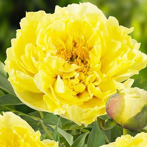 Peony Yellow Crown (ITOH ) - Peonita