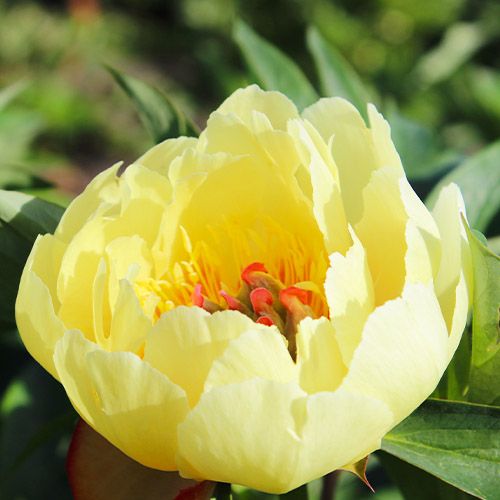 Peony Yellow Heaven (ITOH ) - Peonita