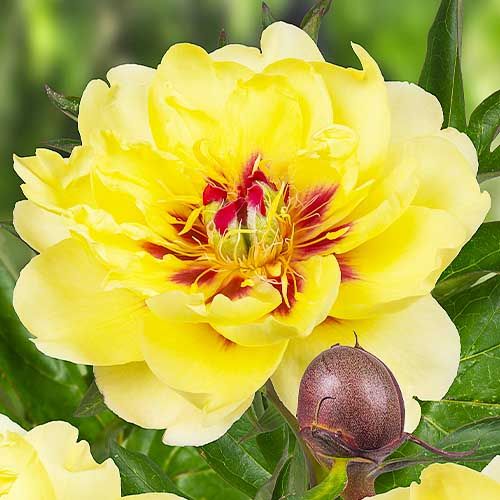 Peony Yellow Waterlily (ITOH ) - Peonita