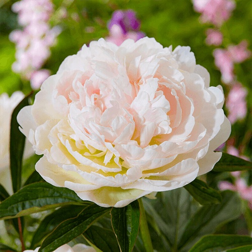 Peony Puffed Cotton - Peonita