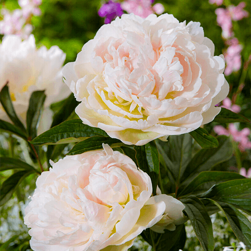 Peony Puffed Cotton - Peonita